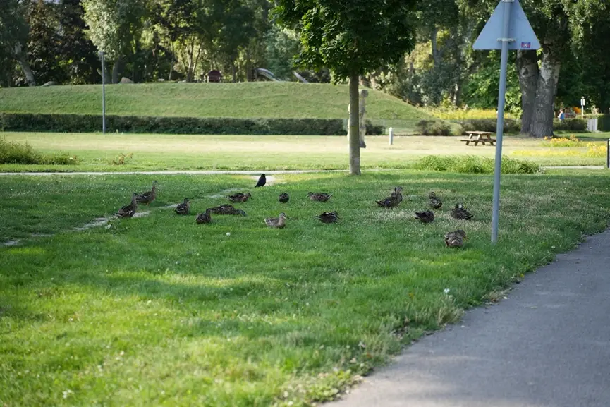 多瑙公园里的鸭子