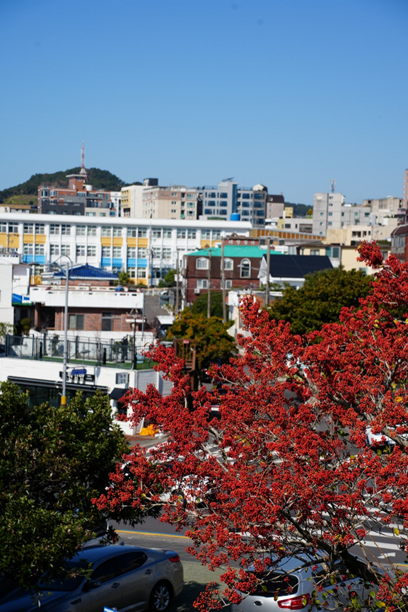 在西归浦拍摄的铁冬青和城市一角