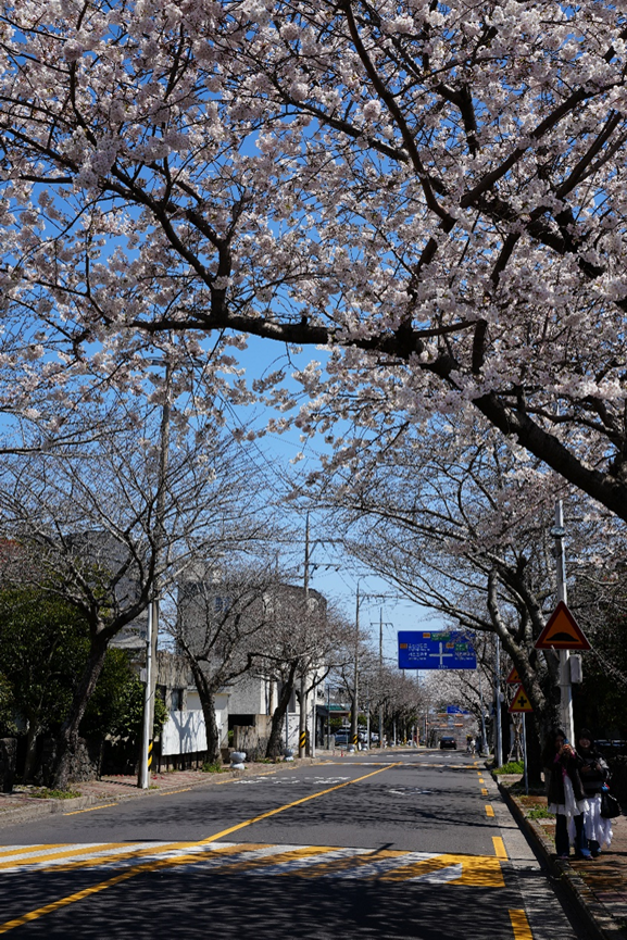 在西归浦拍摄的樱花路，可惜去的时候只开了几棵，盛放的时候应该更美