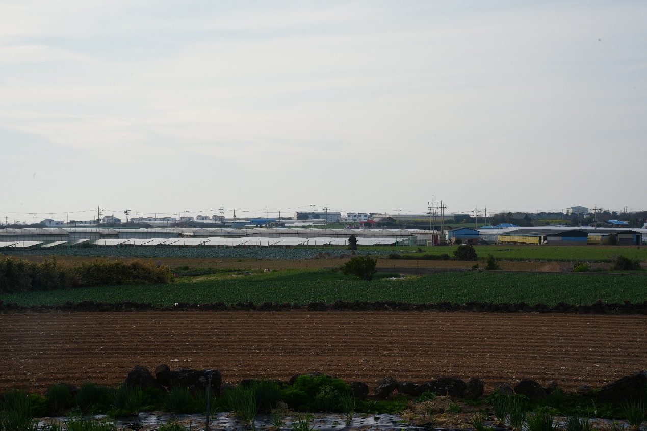 岛上农村大部分房屋都是一层独栋建筑，远处的光伏板、机械化耕地，近处的地膜、喷灌设备以及用火山石堆起来的围墙