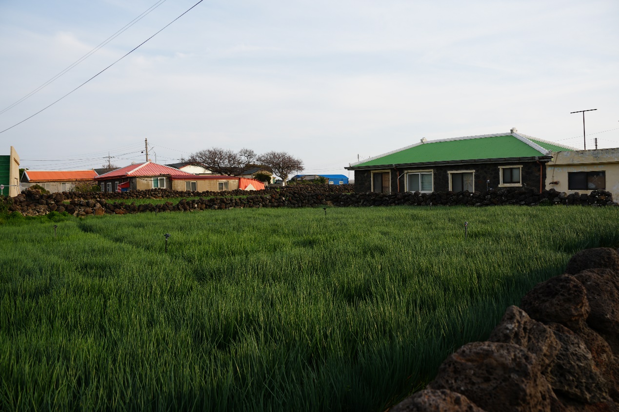 济州岛农村一角